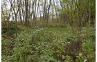 Woods - 1,540 sq. ft. Ranch Style Country Home on Nearly 3 Acres